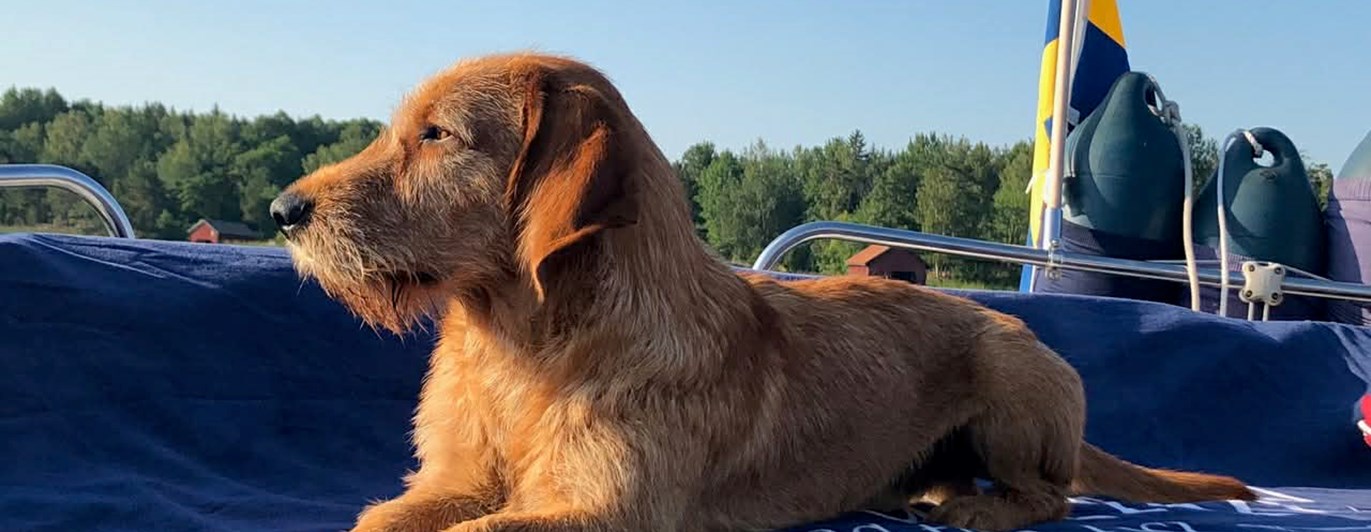 Hund på båt