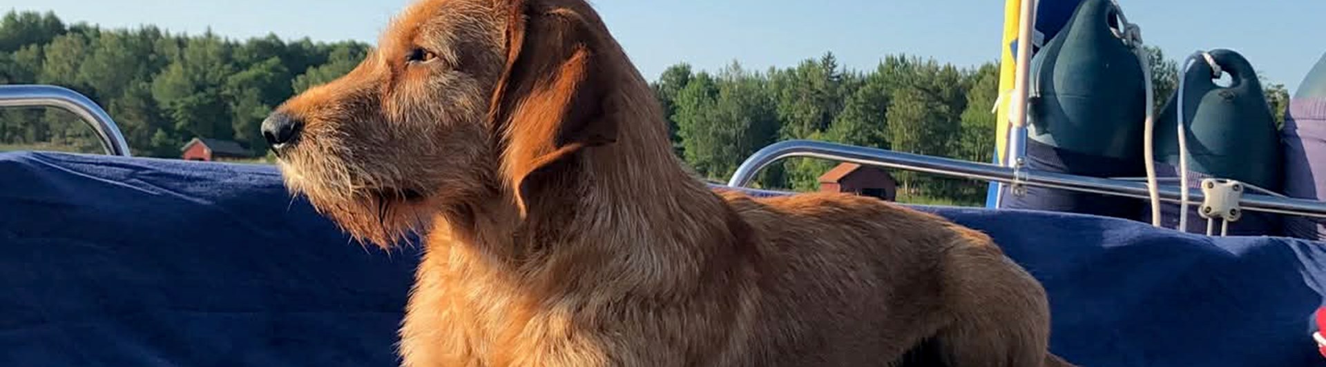 Hund på båt