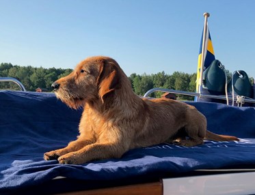Hund på båt