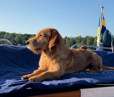 Hund på båt