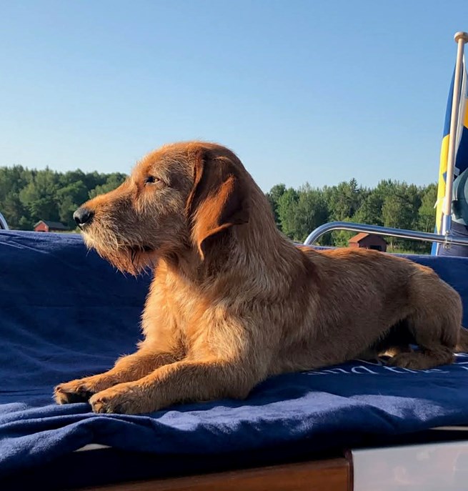 Hund på båt