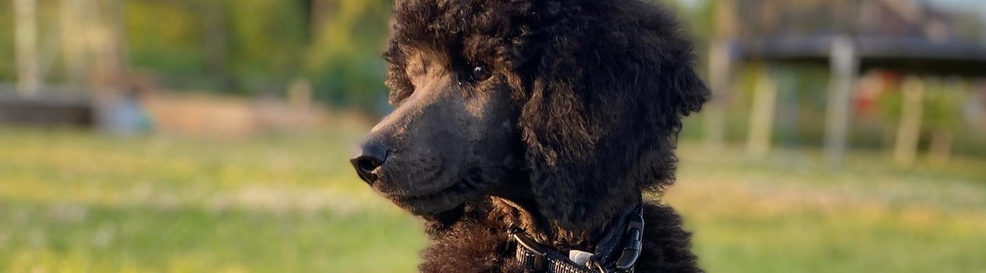 Valp som sitter på en gräsmatta.