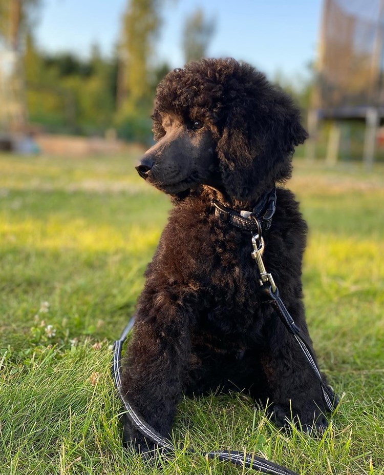 Valp som sitter på en gräsmatta.