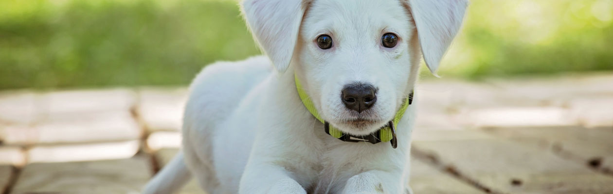 Ljus labradorvalp tittar in i kameran
