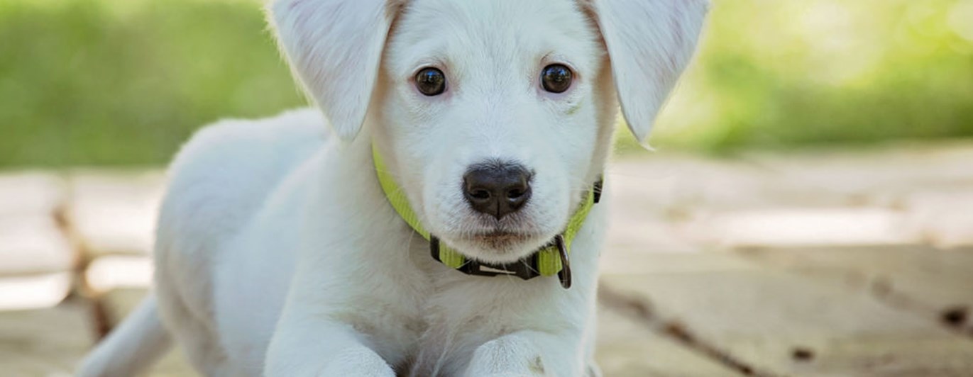 Ljus labradorvalp tittar in i kameran