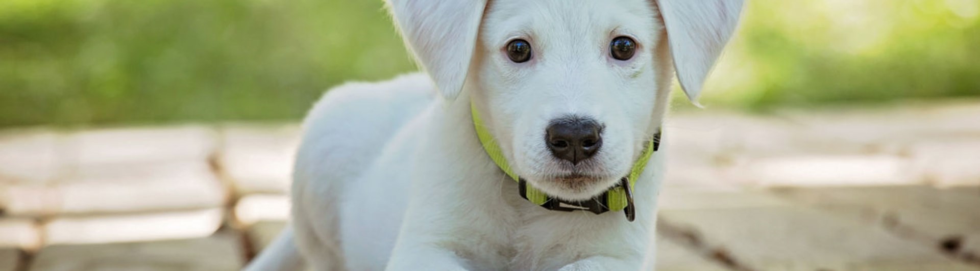 Ljus labradorvalp tittar in i kameran