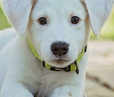 Ljus labradorvalp tittar in i kameran