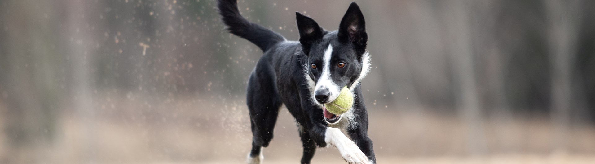 Pen leker
Bild: Alva Högkvist