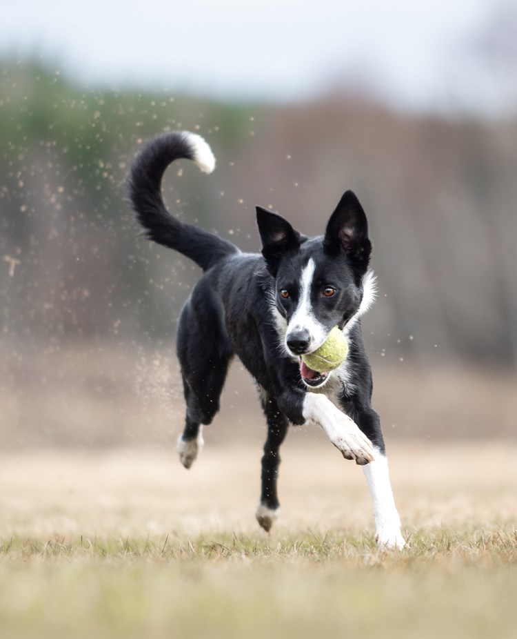 Pen leker
Bild: Alva Högkvist