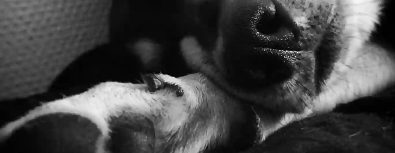 Sovande hund i svartvitt 