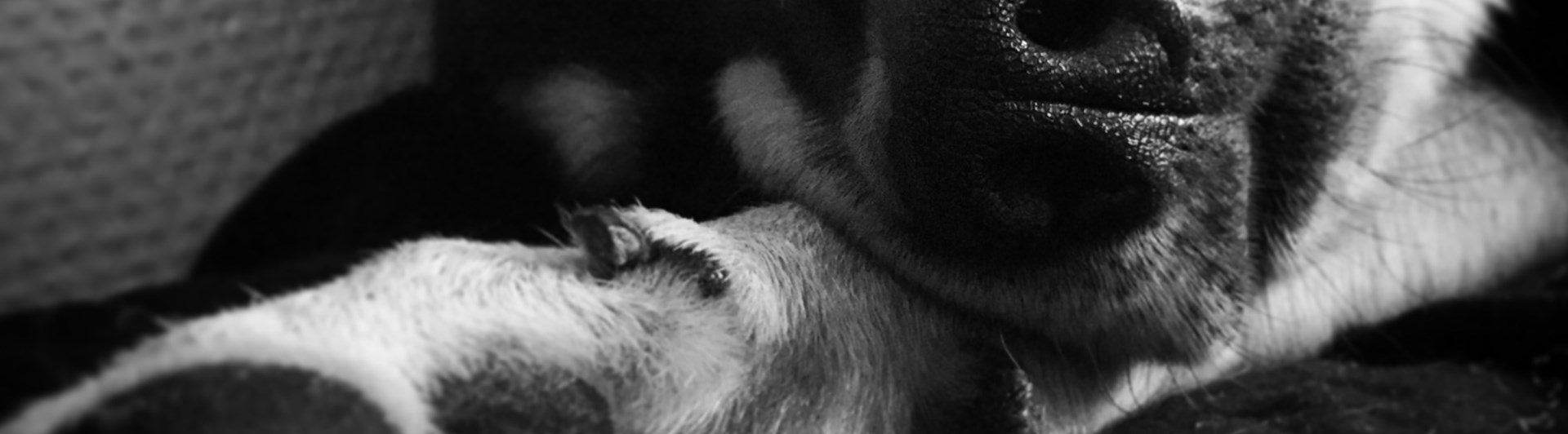 Sovande hund i svartvitt