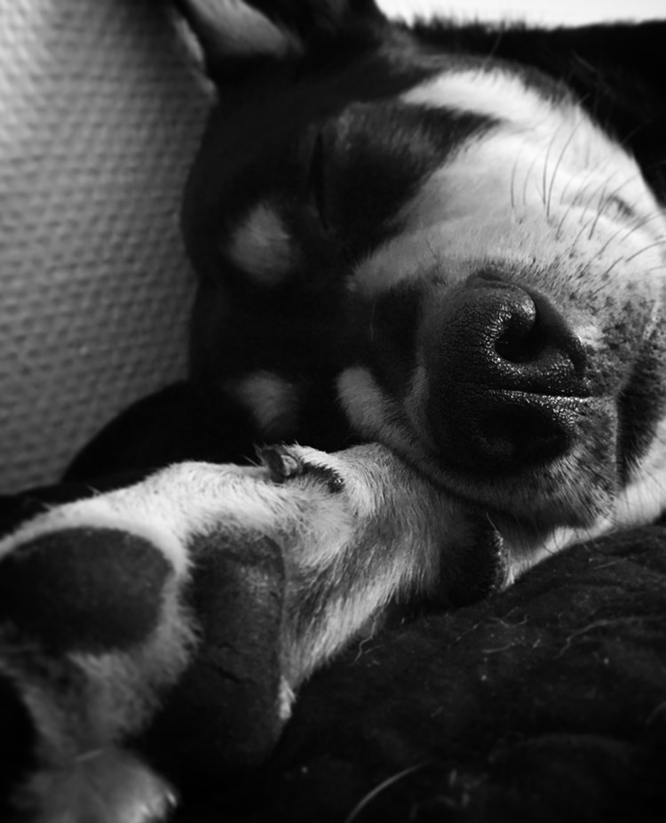 Sovande hund i svartvitt
