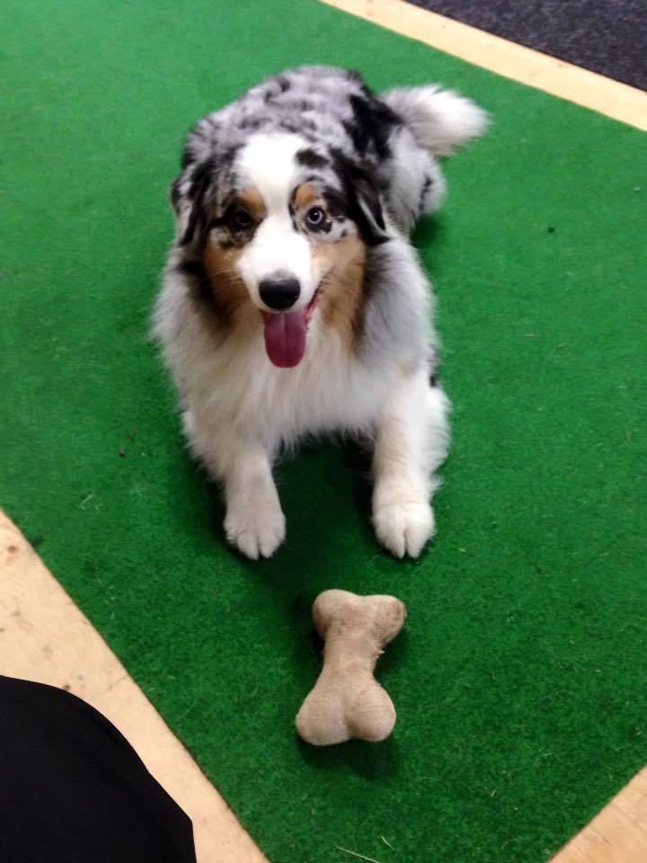 Hundträning foto A-C Stareborn