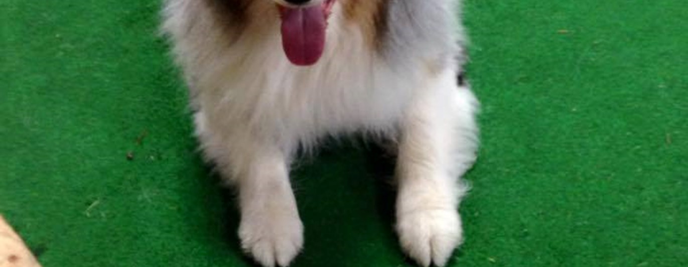 Hundträning foto A-C Stareborn