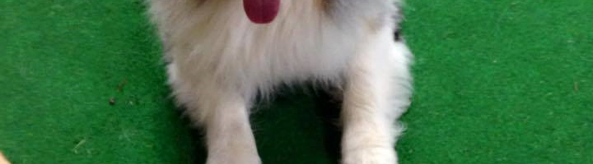 Hundträning foto A-C Stareborn