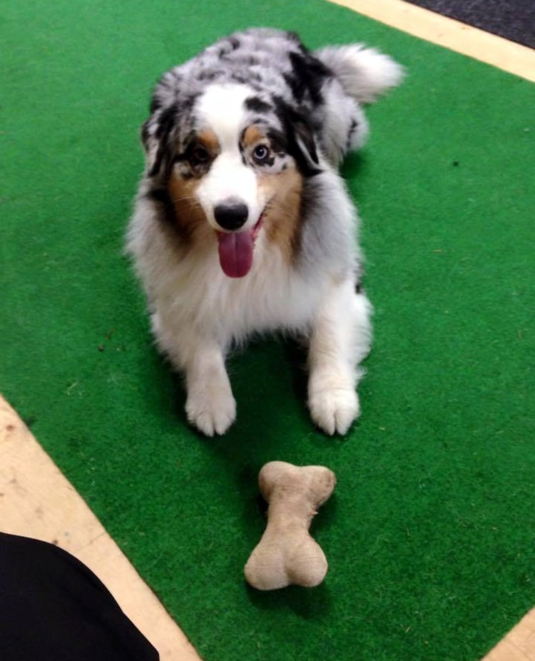 Hundträning foto A-C Stareborn