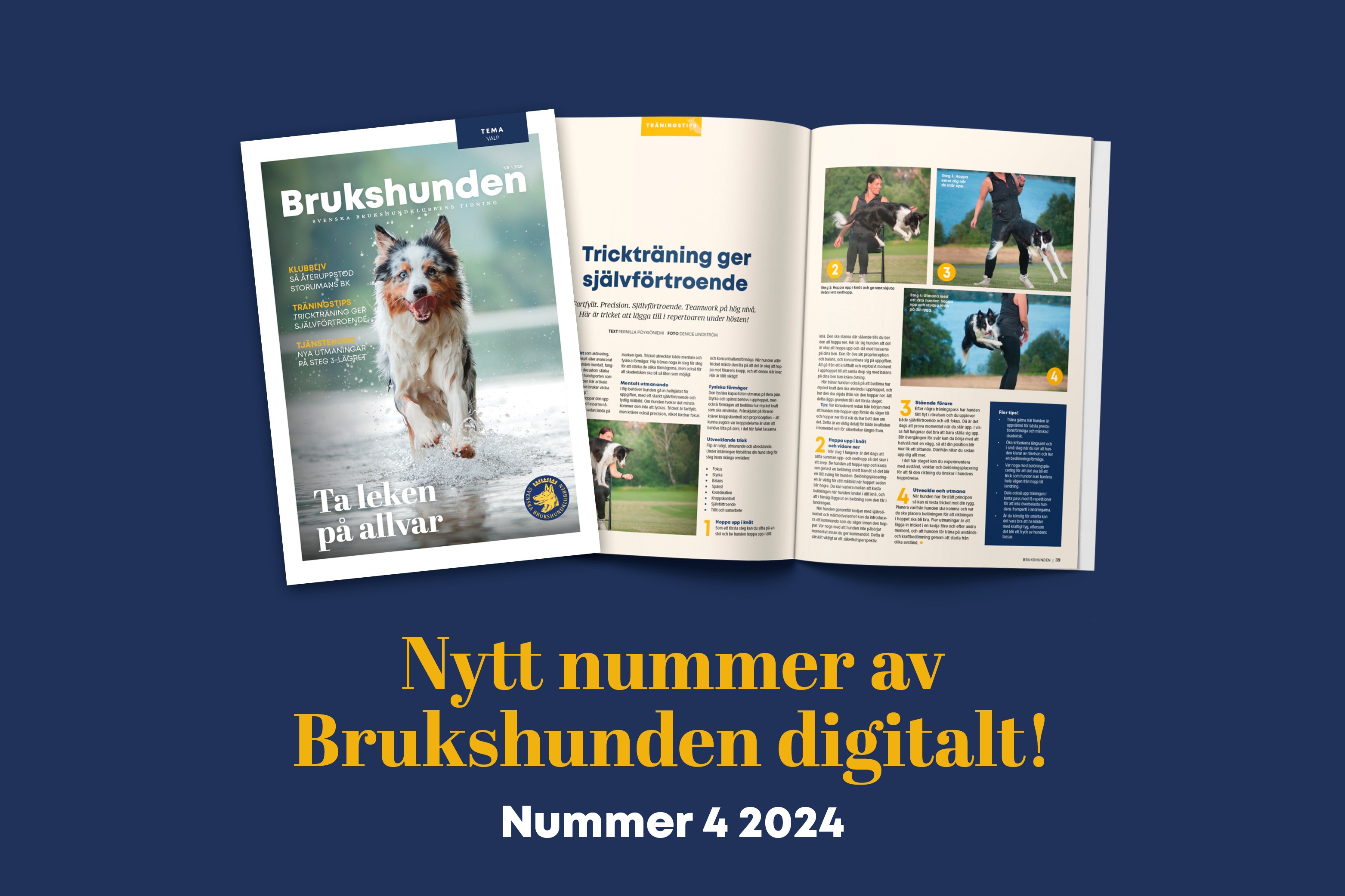 Bild på tidningen Brukshunden nummer 4, 2024