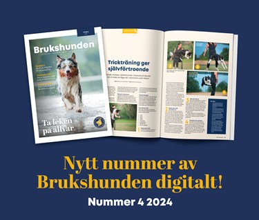 Bild på tidningen Brukshunden nummer 4, 2024