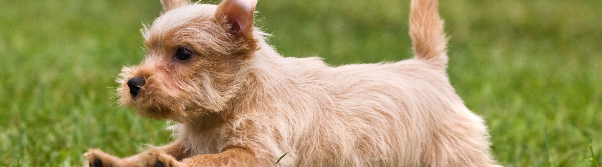 Norfolkterrier som springer på en grön gräsmatta