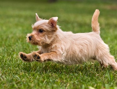 Norfolkterrier som springer på en grön gräsmatta