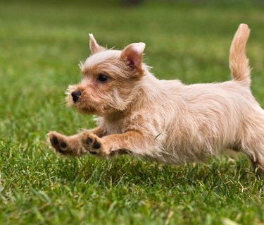 Norfolkterrier som springer på en grön gräsmatta