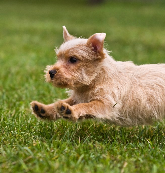 Norfolkterrier som springer på en grön gräsmatta