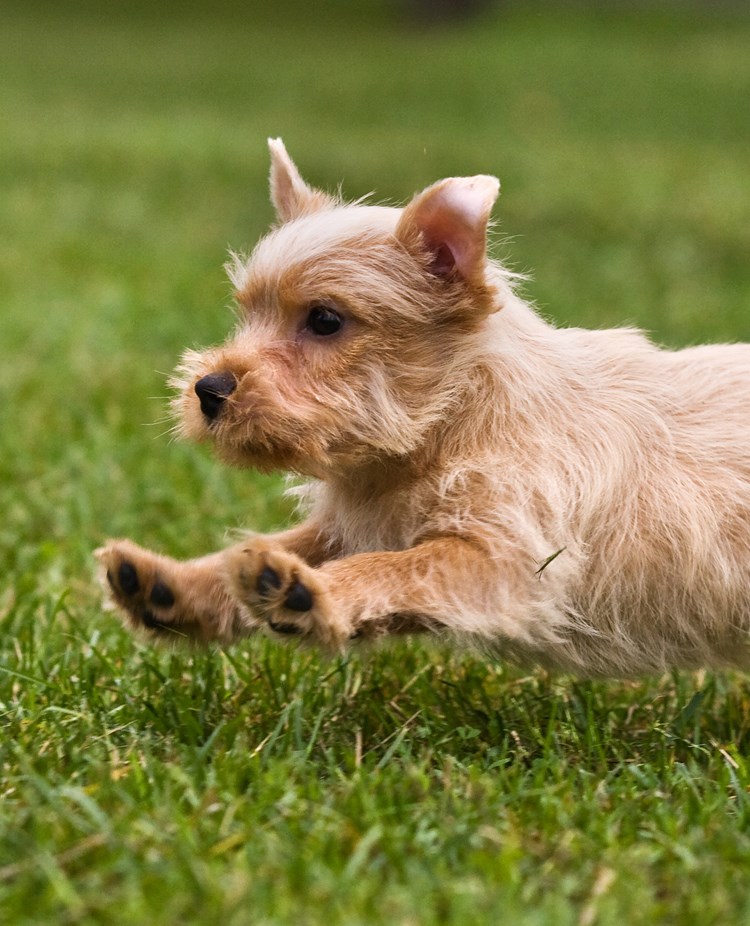 Norfolkterrier som springer på en grön gräsmatta