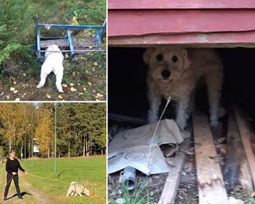 Vit hund i olika situationer