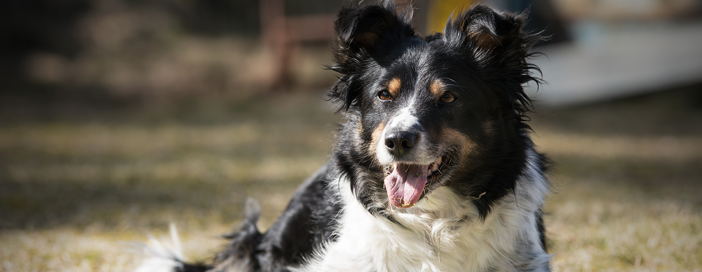 Bordercollien Socker ligger fint med en grön taggig plastleksak framför sig.