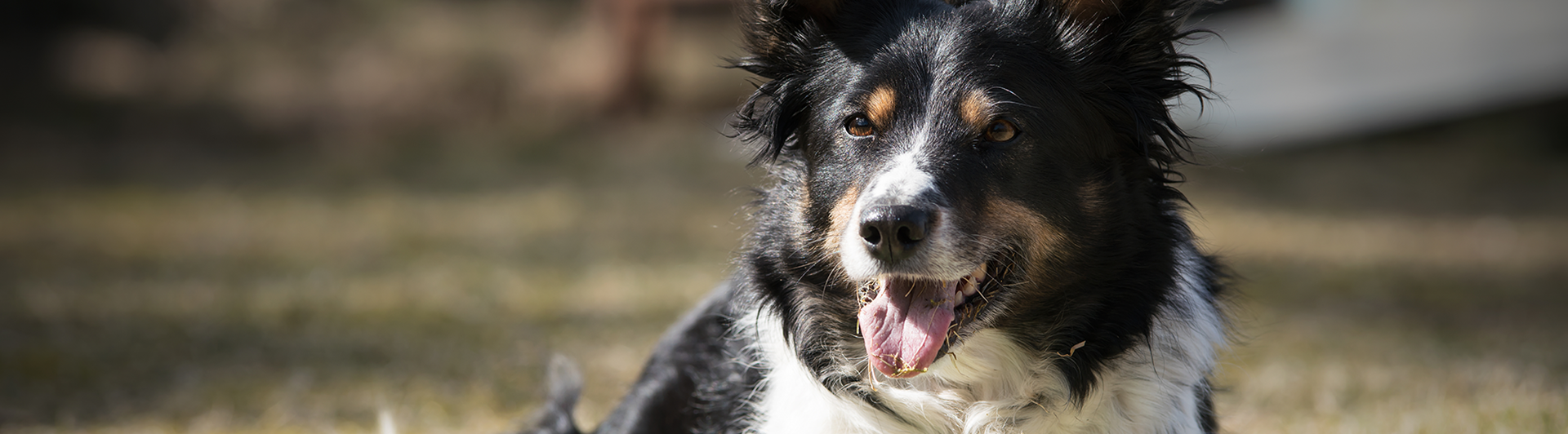 Bordercollien Socker ligger fint med en grön taggig plastleksak framför sig.