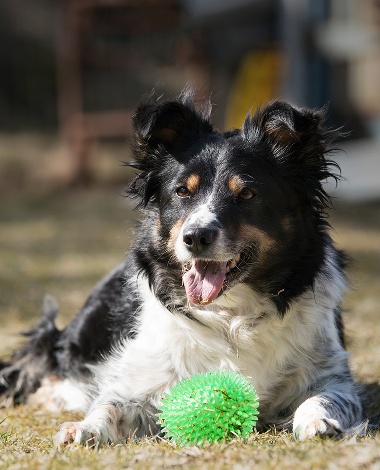 Bordercollien Socker ligger fint med en grön taggig plastleksak framför sig.