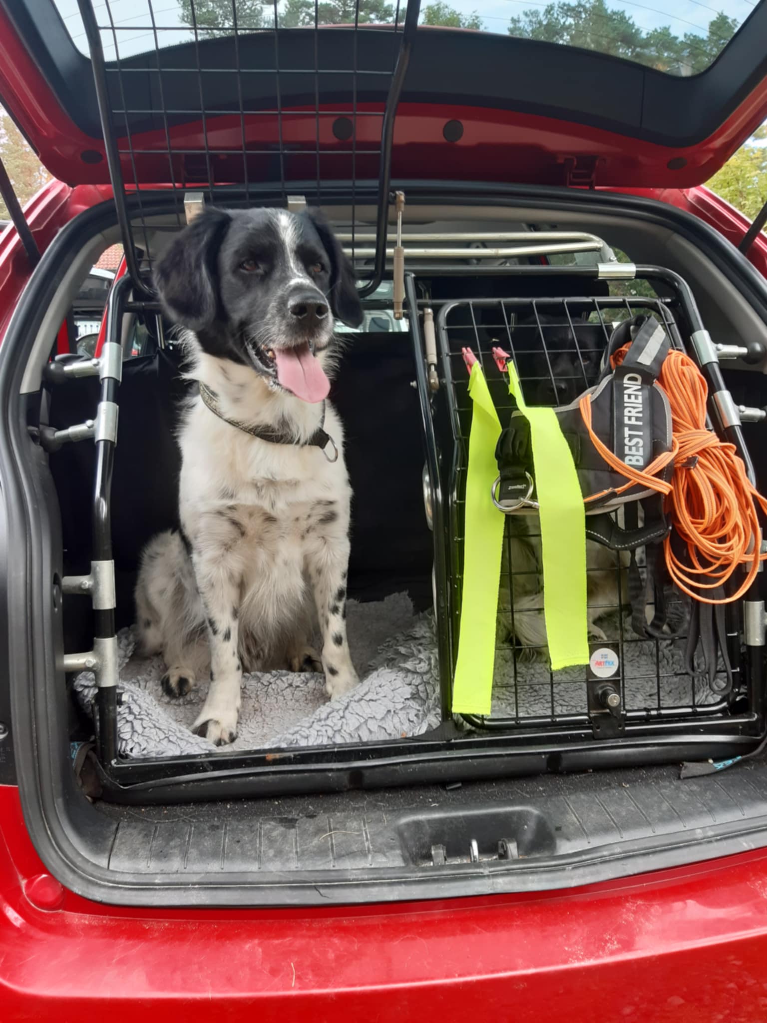 Svartvit hund sitter i bakluckan på en bil