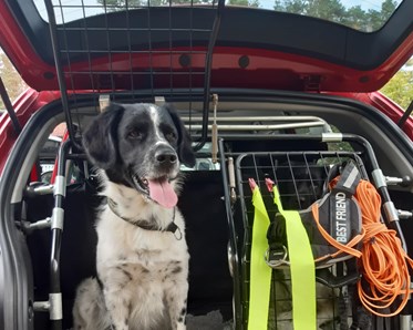 Svartvit hund sitter i bakluckan på en bil