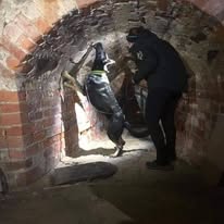 specialsök med hund