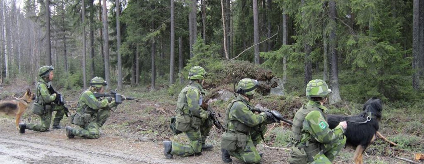 Hundförare och hundar i skogen