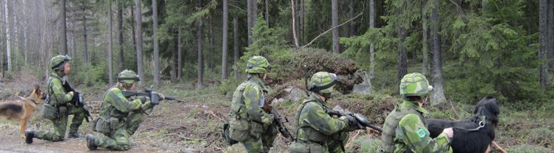 Hundförare och hundar i skogen