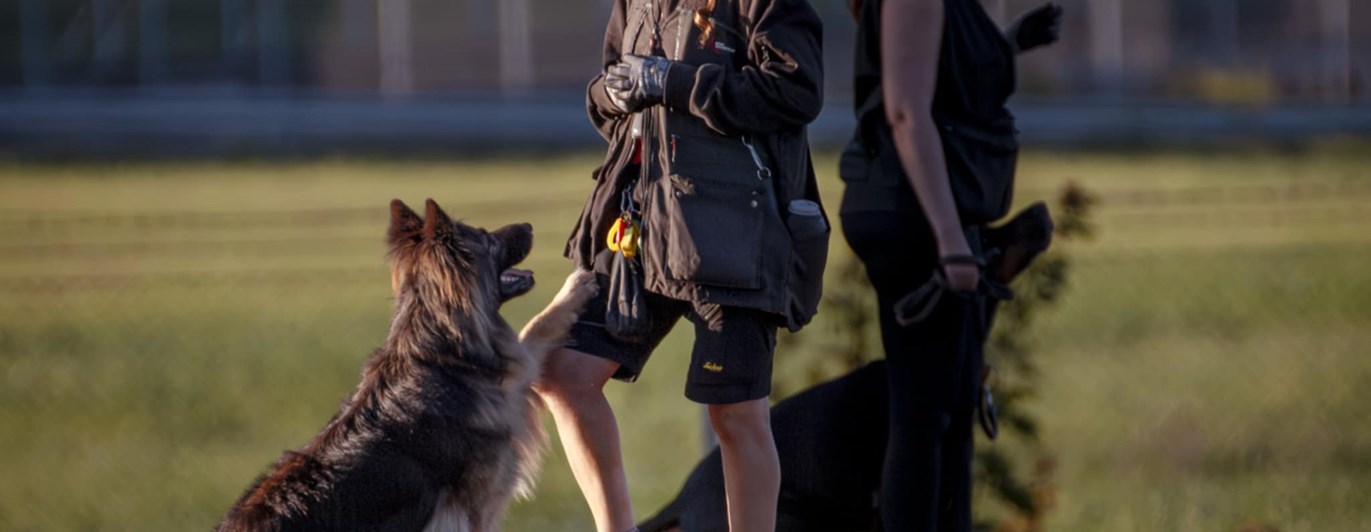 Hundförare tillsammans med hund som tränar på kontakt.