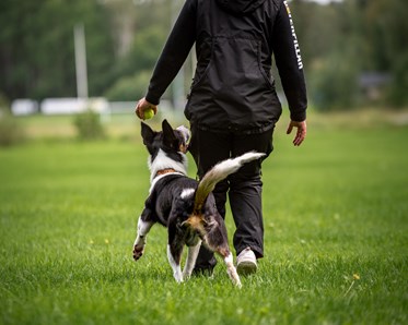 Hund som går fotgående