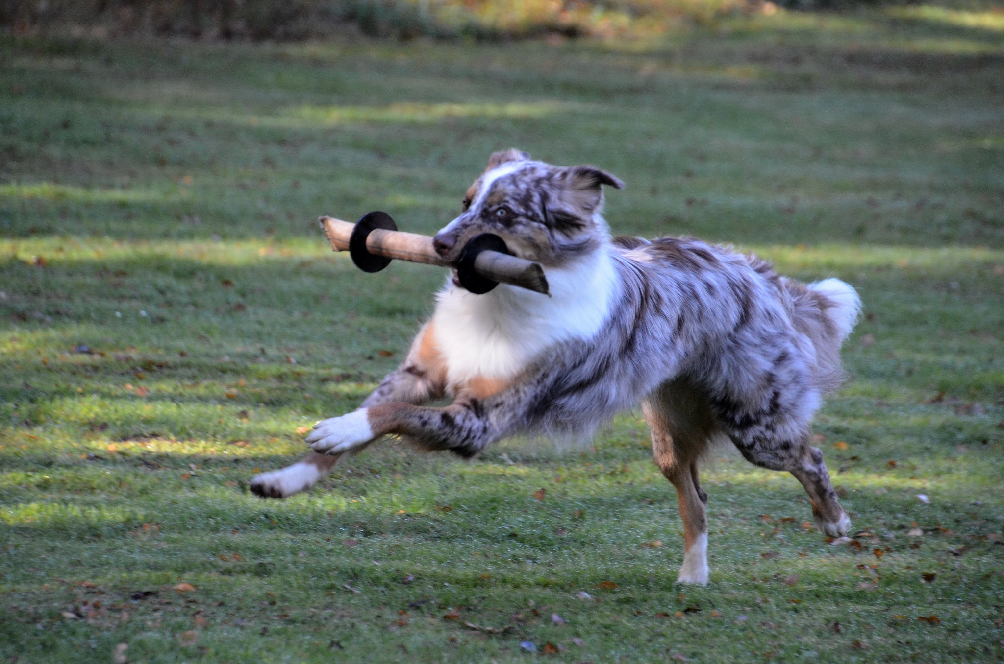 Lekande hund vid mentaltest