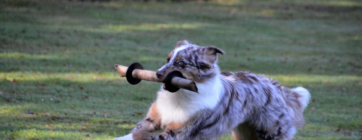 Lekande hund vid mentaltest