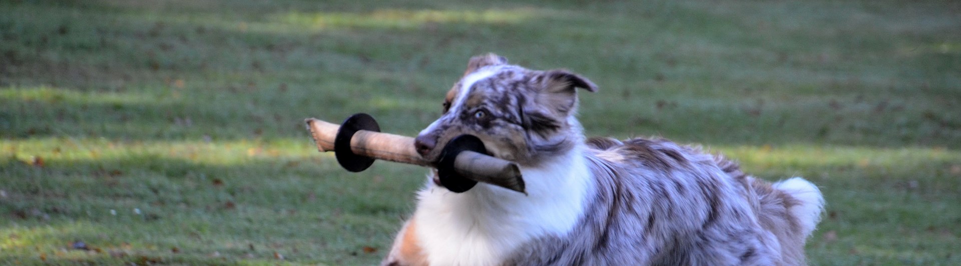 Lekande hund vid mentaltest