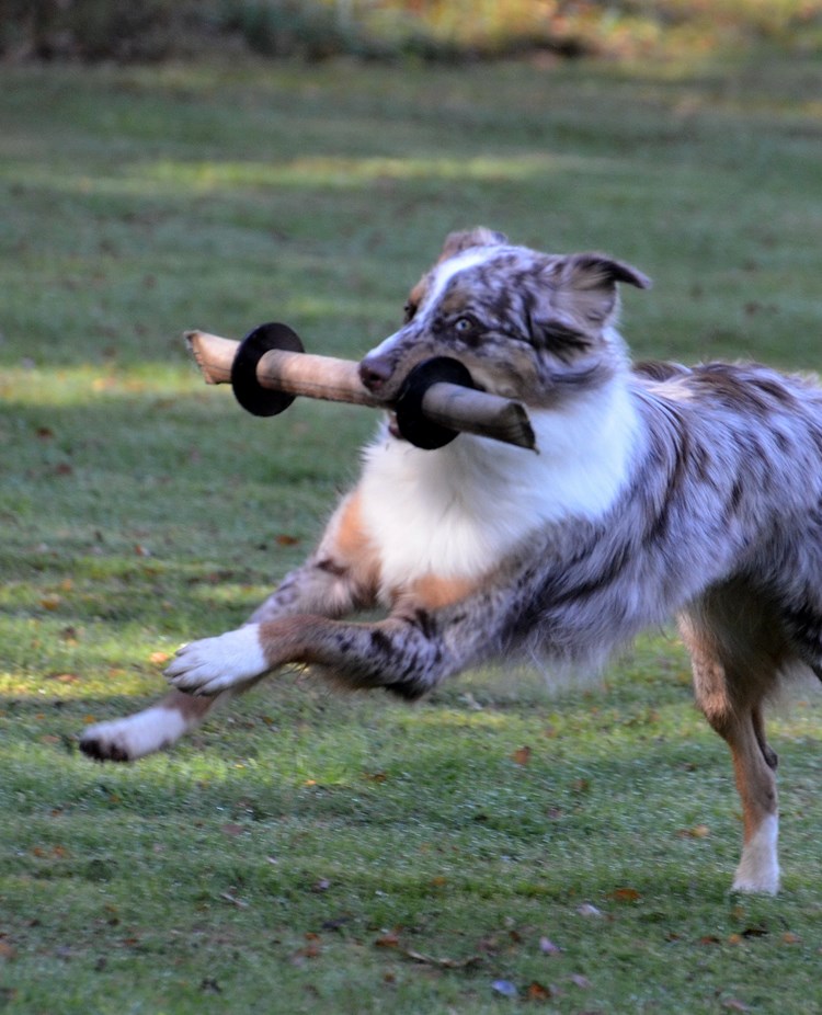Lekande hund vid mentaltest