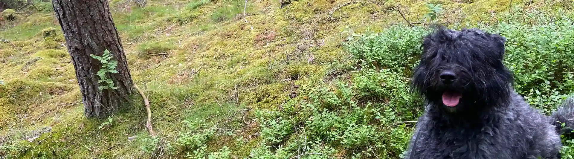 BOUVIER DES FLANDRES i färgen brindle som sitter ner i blåbärsris i skogsmiljö