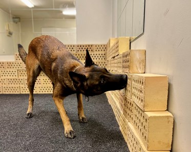 Malinoisen Kicka i träningsrummet på Danderyd-Täby Brukshundklubb (DTBK)