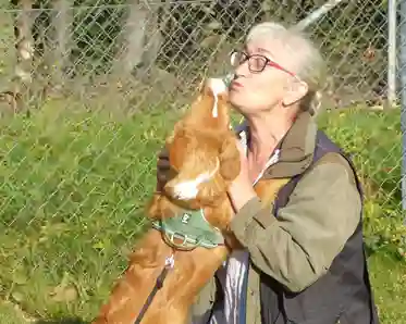 hund som pussar människa