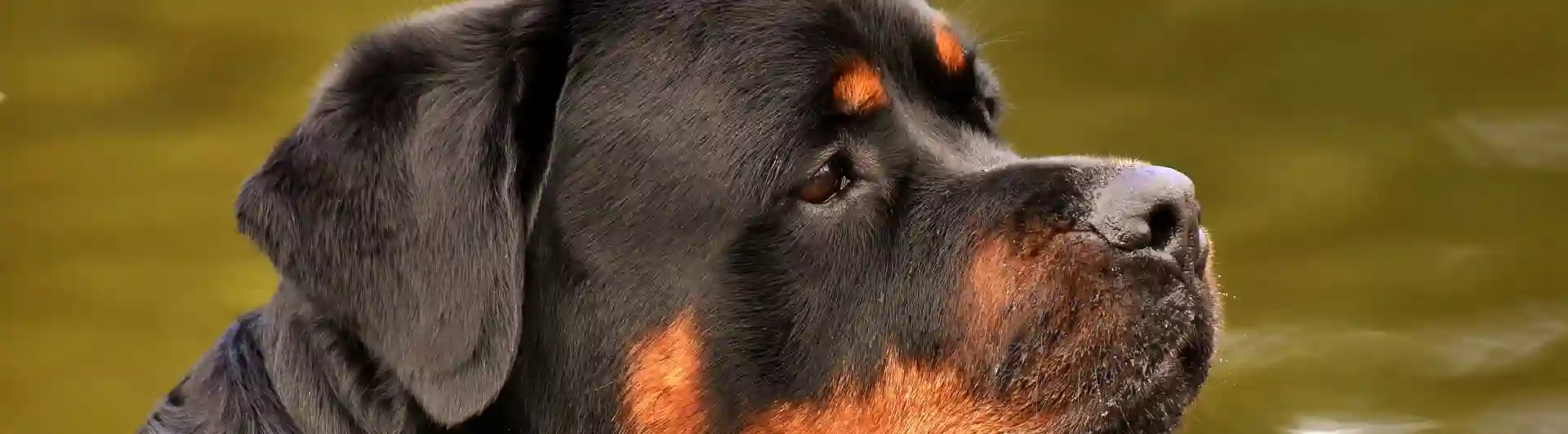 Rottweiler huvud