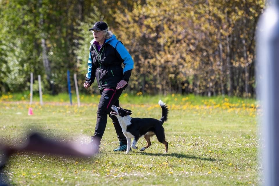 Lydnadsträning Border Collie