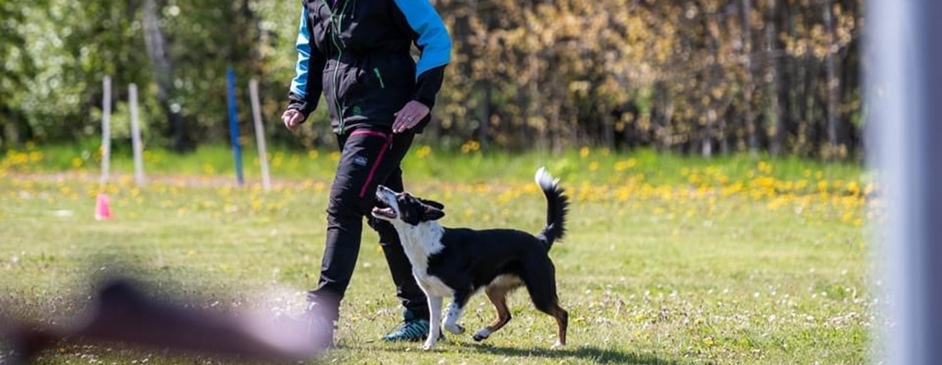 Lydnadsträning Border Collie