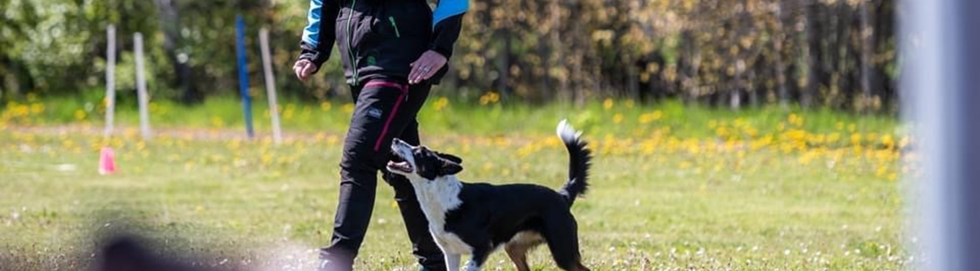 Lydnadsträning Border Collie