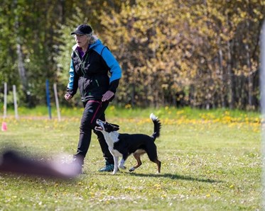 Lydnadsträning Border Collie
